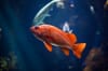 Les écrans ont fait chuter l'attention à moins de 9 secondes, "celle d'un poisson rouge" (croyance)